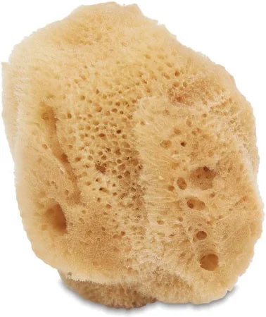 Sea Silk Sponge
