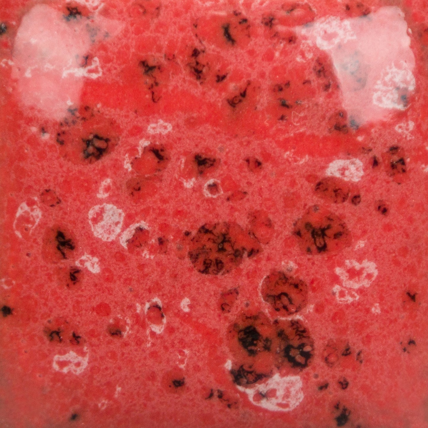 SP-289 Speckled Cutie Pie Coral