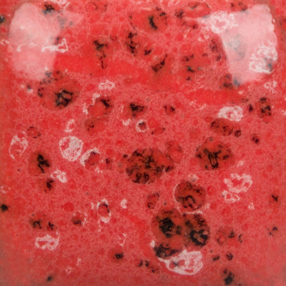 SP-289 Speckled Cutie Pie Coral