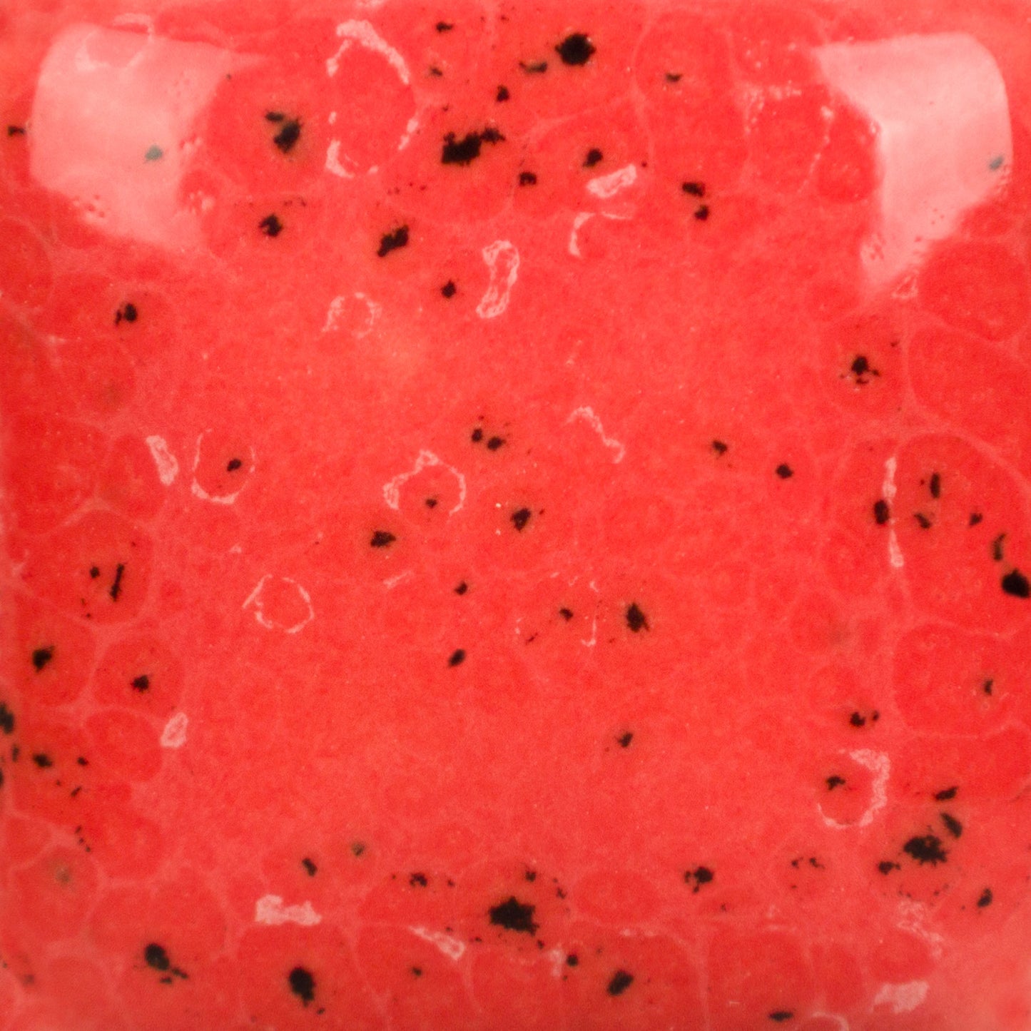 SP-289 Speckled Cutie Pie Coral